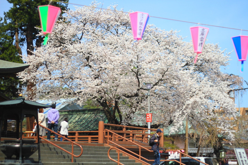 社務所横の桜。でかいです。