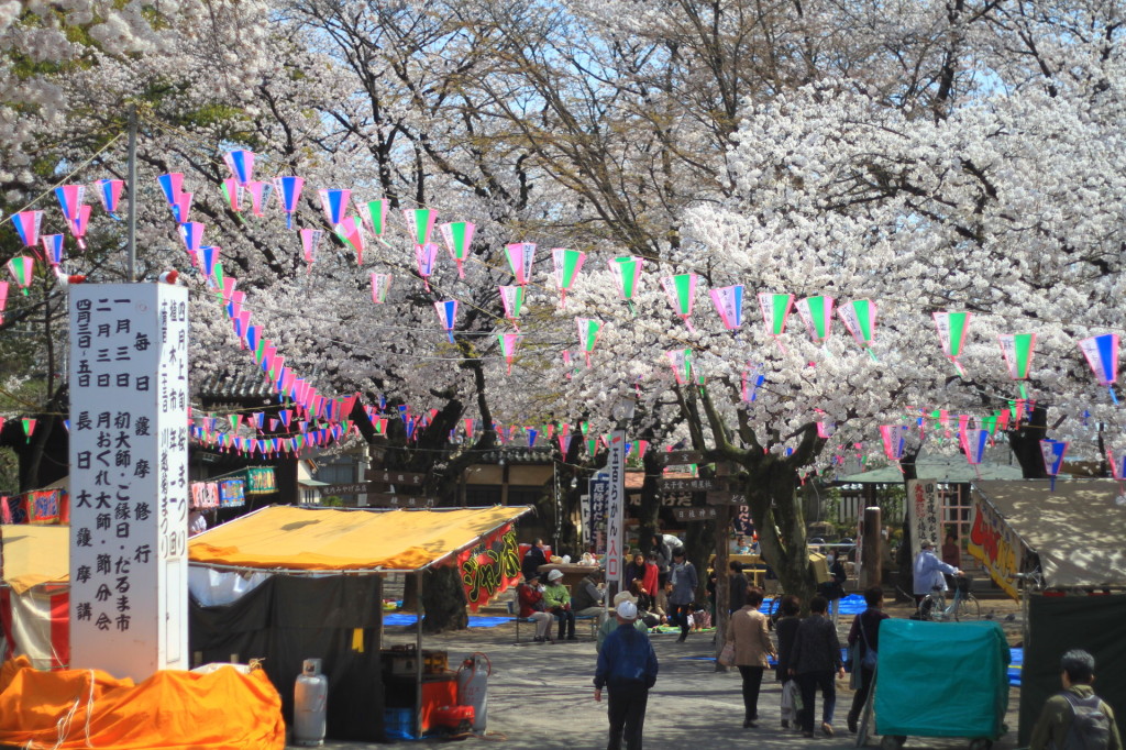 食事を楽しみながら桜を見るなら喜多院が一番です。