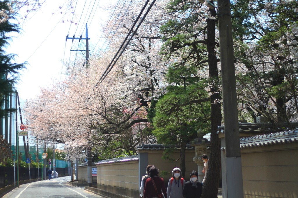 中院の桜は庭園内にあります。