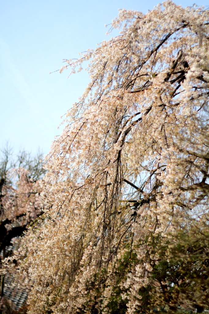 しだれ桜が有名です。とても綺麗。