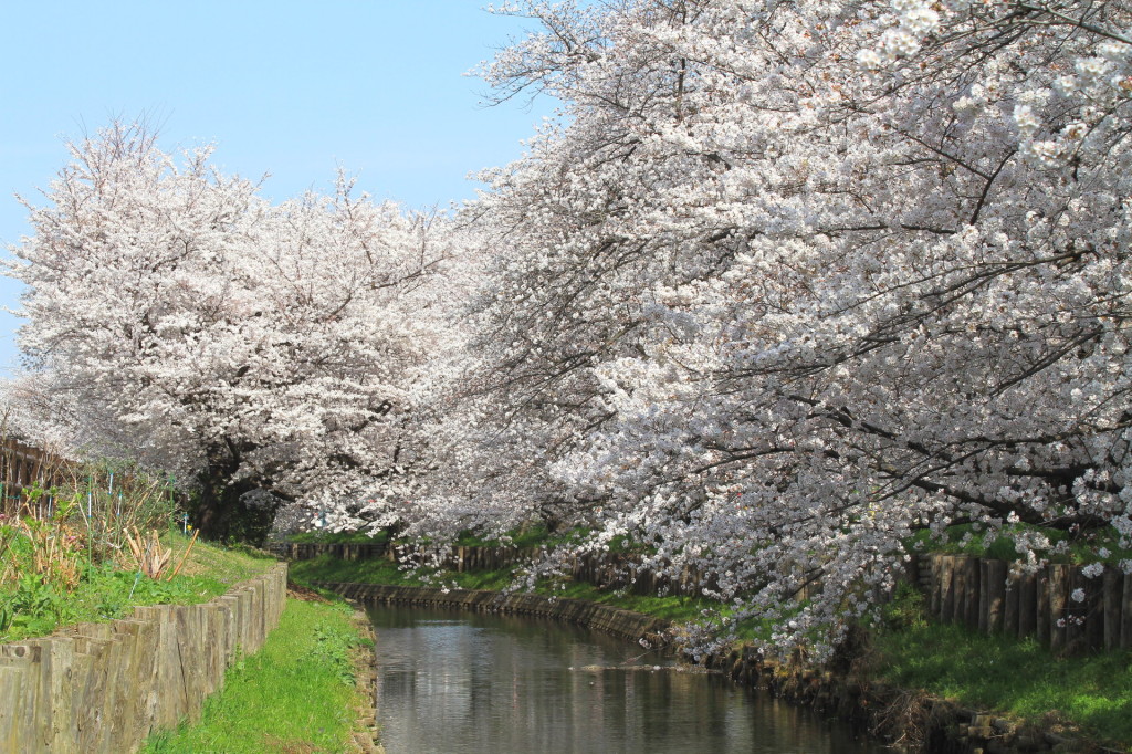 川沿いに桜がならんでいて綺麗。