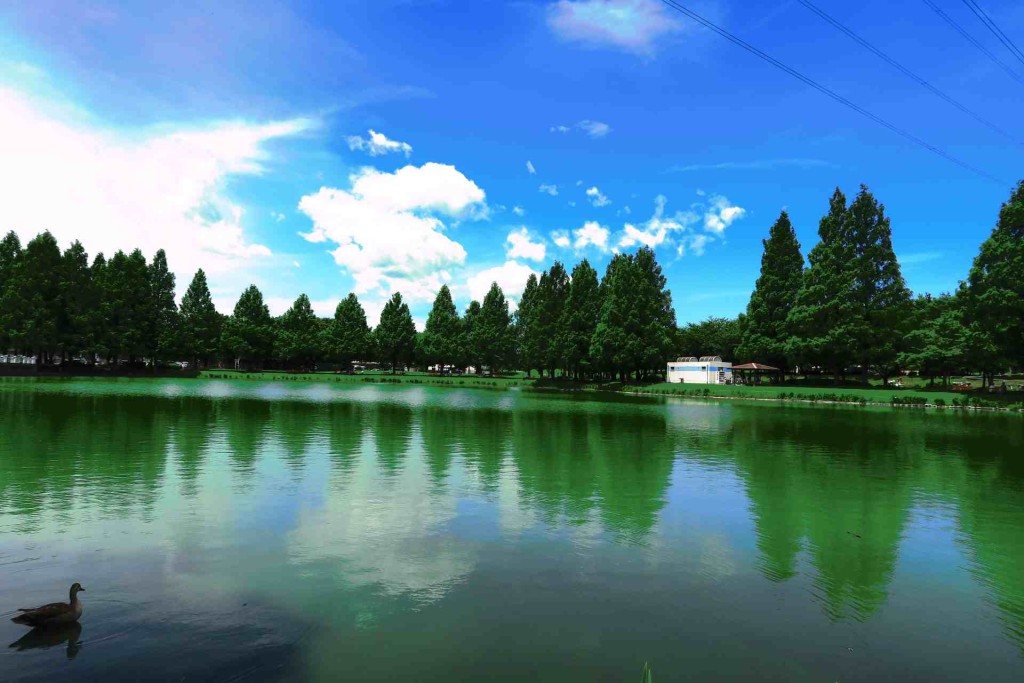 水上公園の池