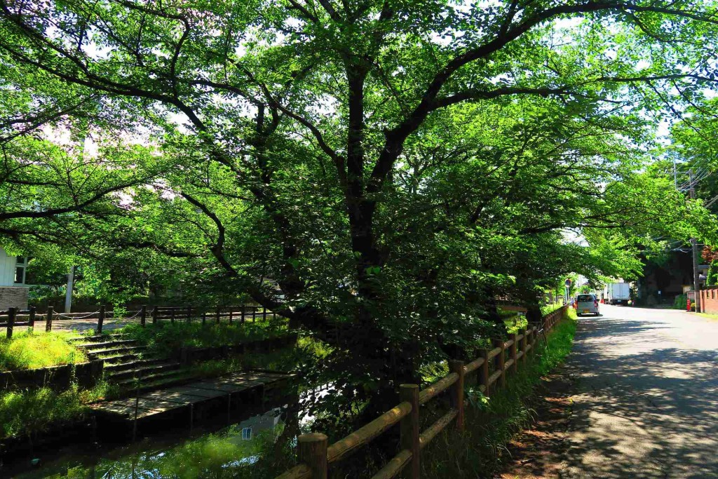 氷川神社裏。みごとな緑