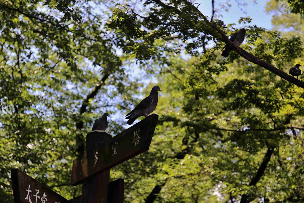 喜多院の鳩