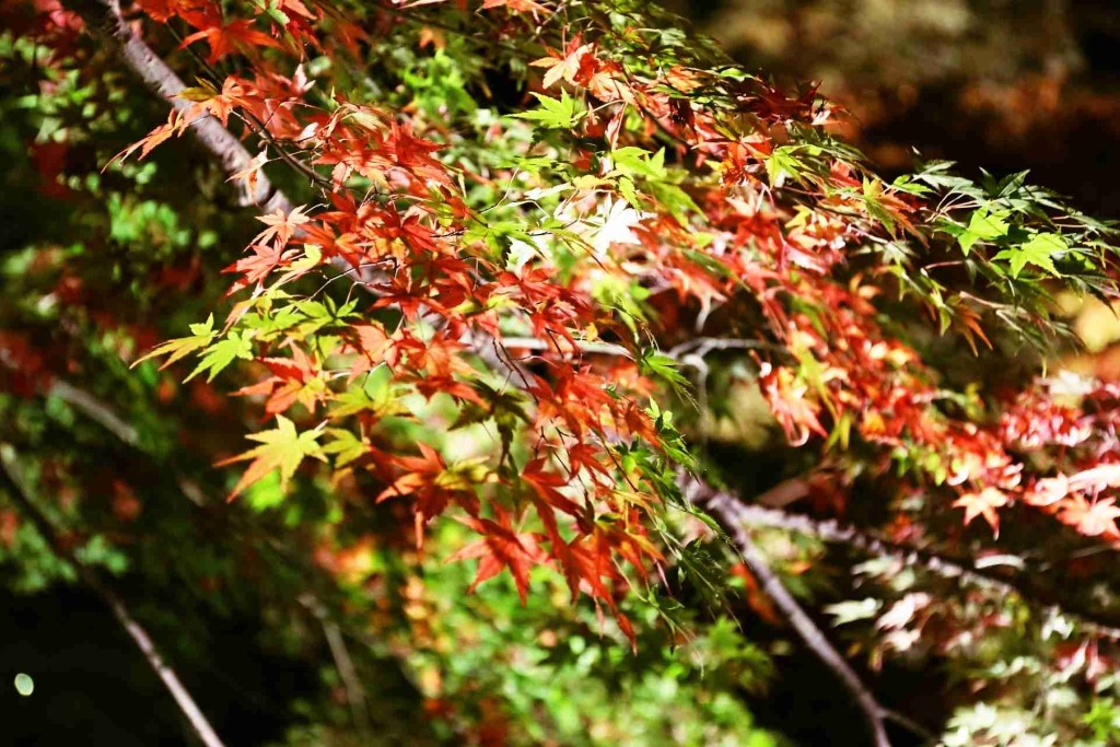 momiji201507