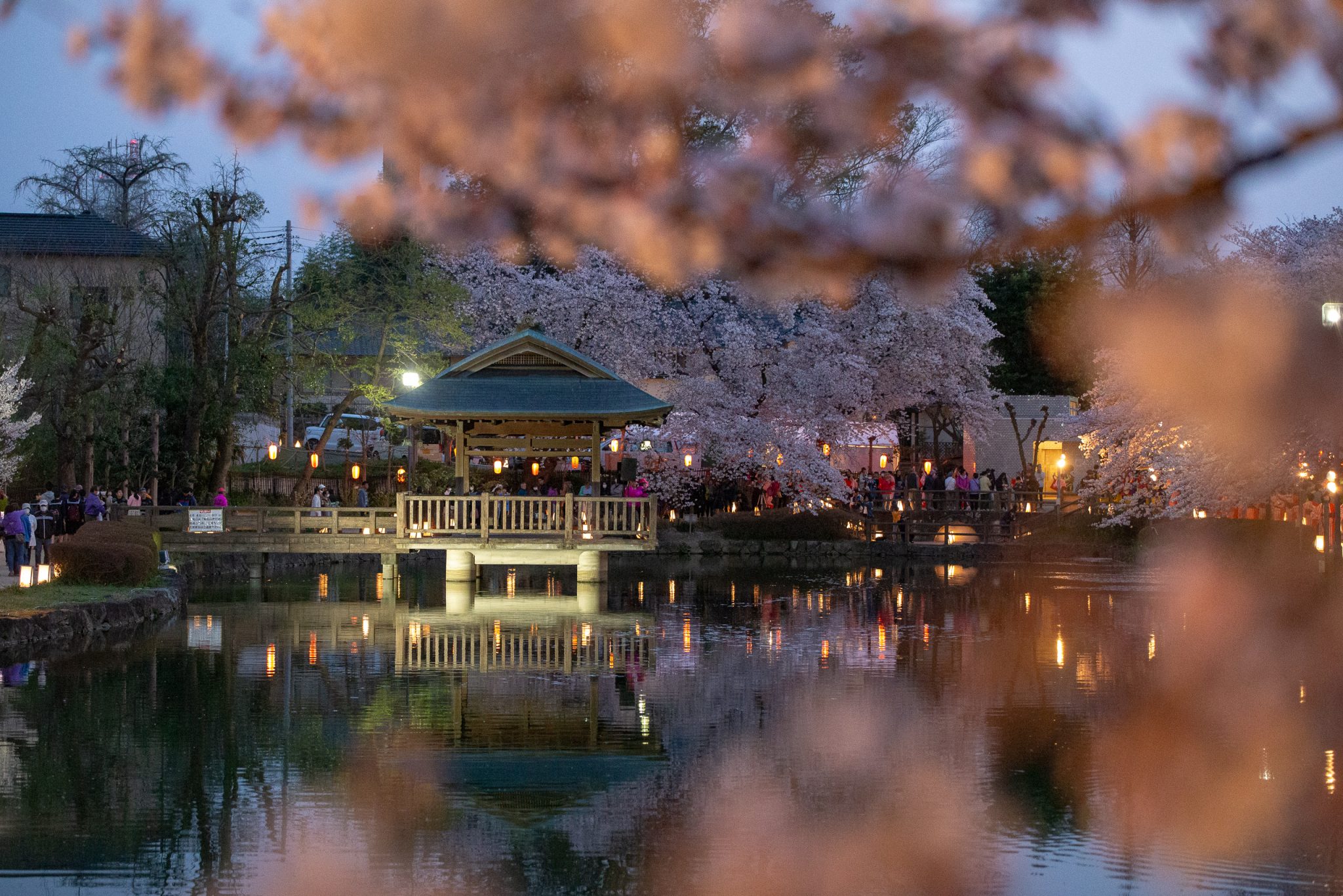M. Marten, Lights in the Pond　公園　風景画 写真-東松山]2019年「夢灯路」下沼公園から上沼公園の様子 桜が満開。4